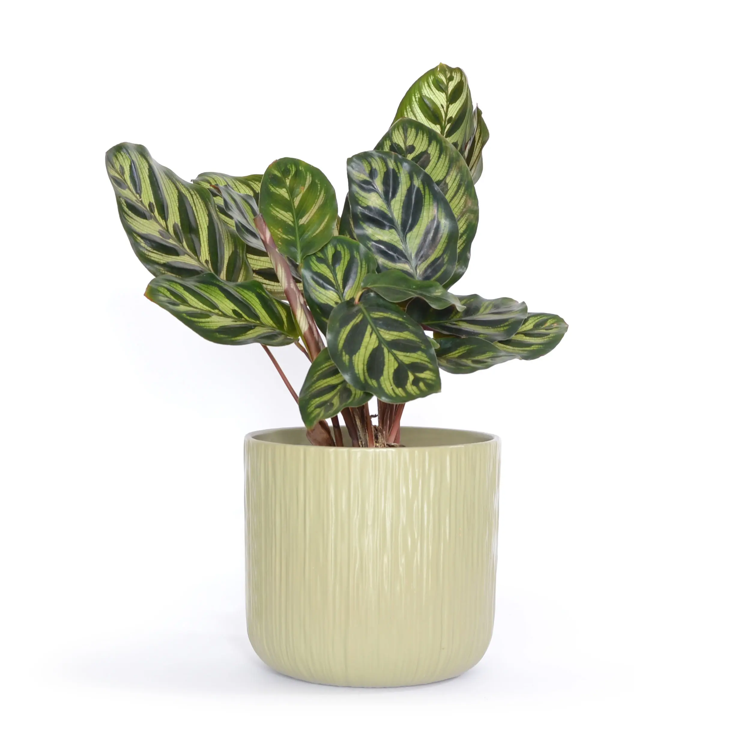 Inicio calathea-con-maceta-plantil-world