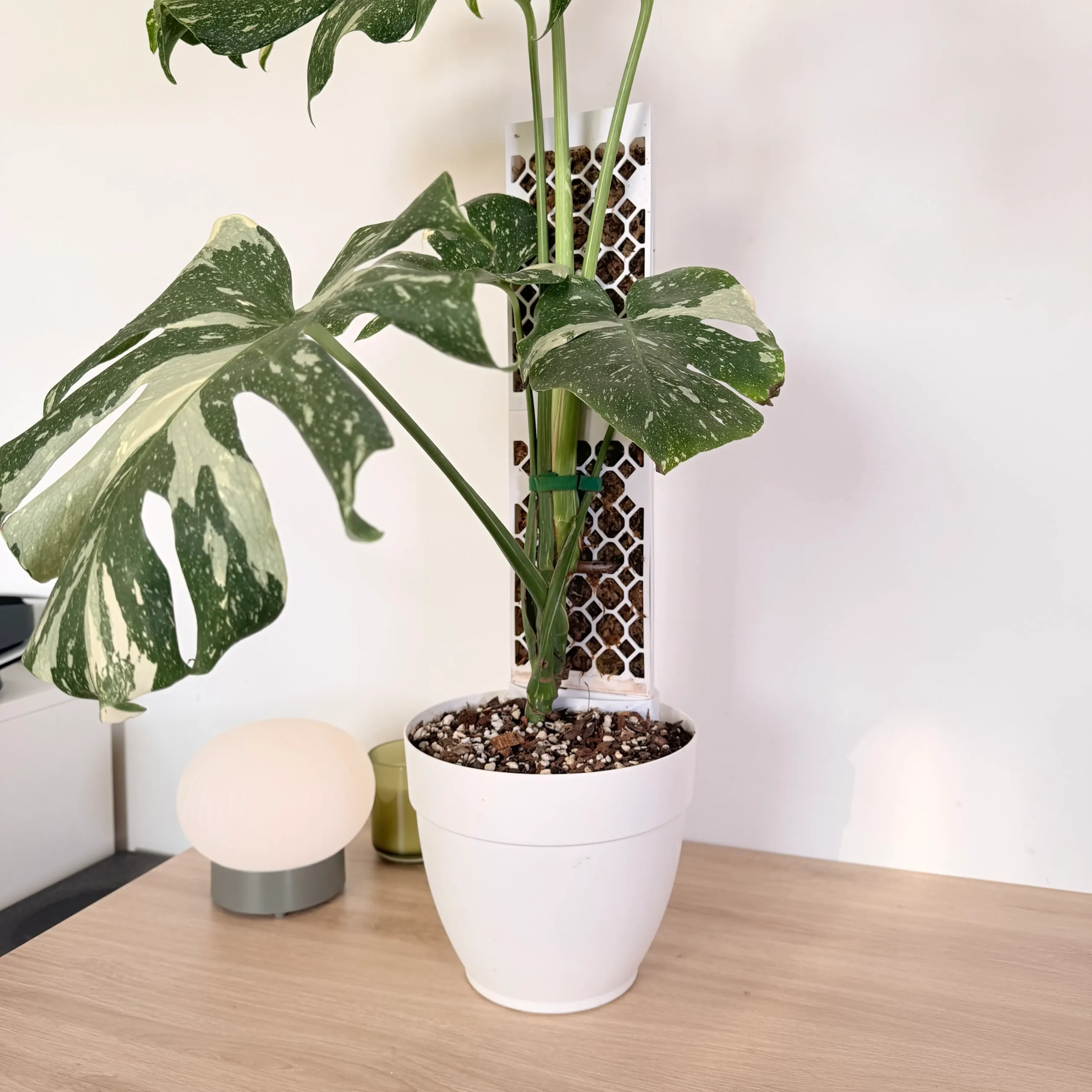 Evoter Advanced Kit con Monstera Thai Constellation - Plantil World Evoter Advanced Kit de Plantil World instalado como soporte en una planta Monstera Thai Constellation
