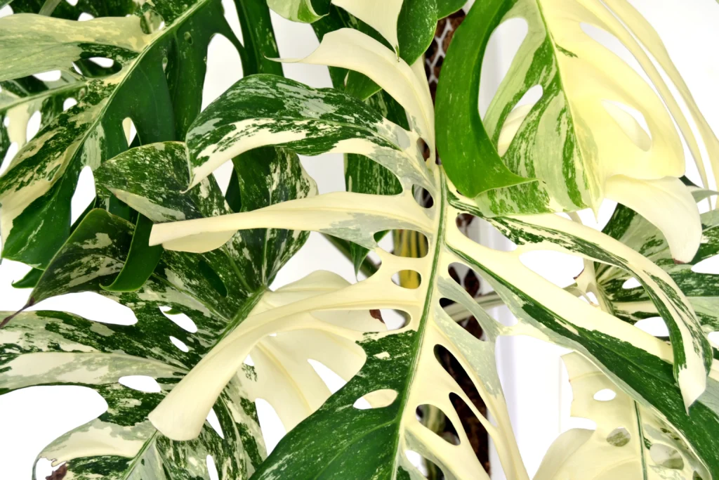 Primer plano de hojas con variegación blanca de Monstera Albo Variegata