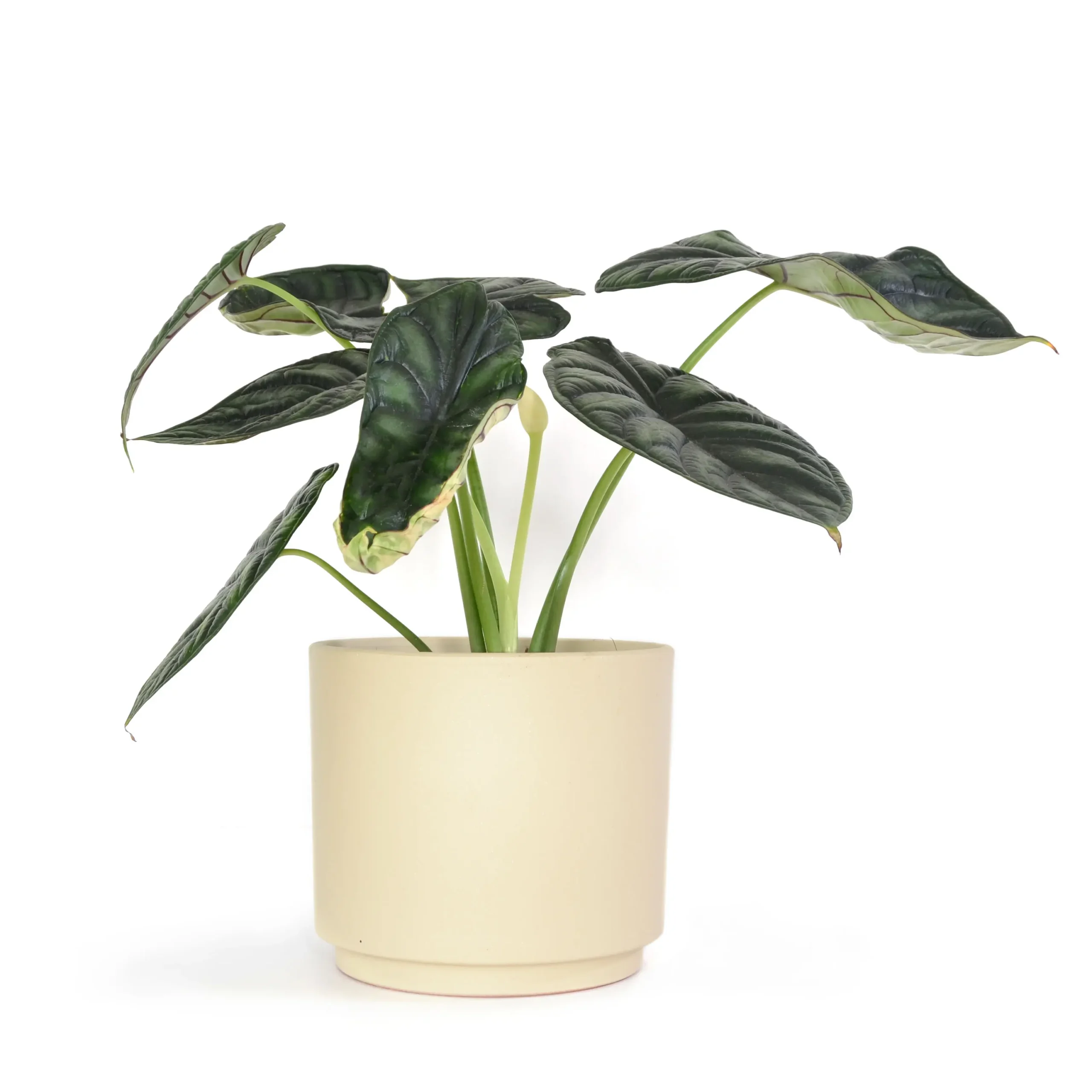 Inicio Sustrato especializado para Alocasias con una planta Alocasia Dragon Scale