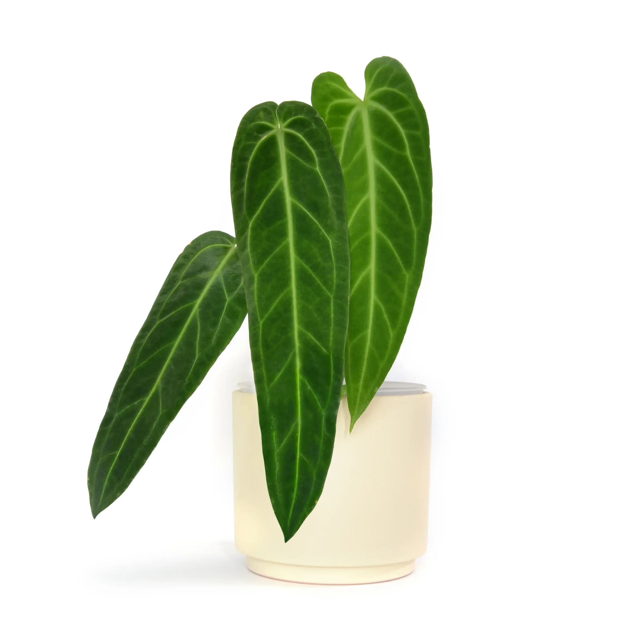 Inicio Sustrato especializado para Anthuriums con una planta Anthurium warocqueanum de fondo