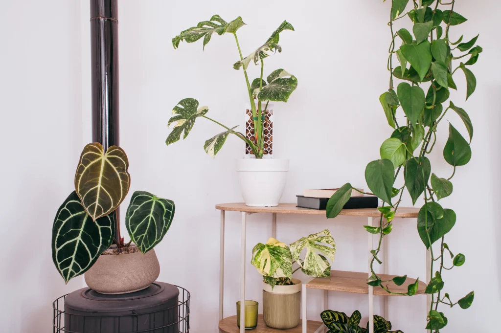 Tutor Evoter de Plantil World con una planta trepadora de colección en maceta