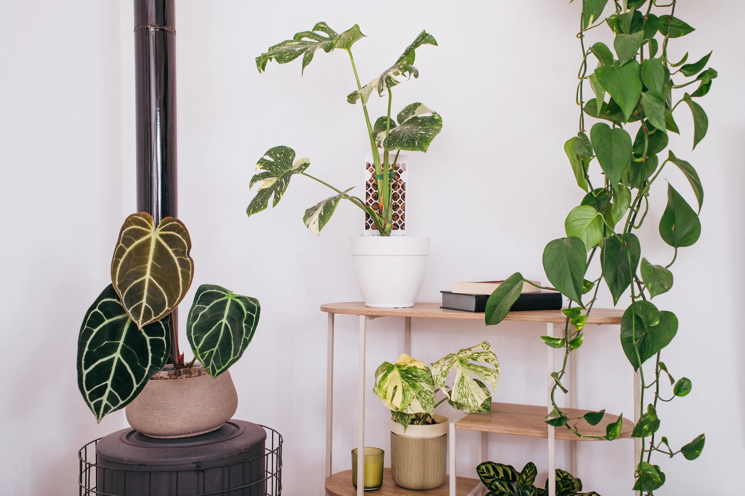 Tutor Evoter de Plantil World con una planta trepadora de colección en maceta