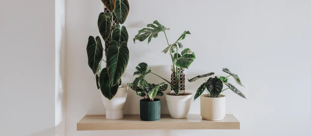 Rincón verde organizado con accesorios estéticos y tutores para plantas trepadoras Plantil World.