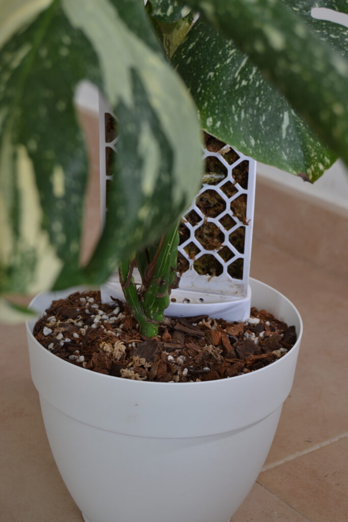 Monstera con sustrato chunky de Plantil World y tutor Evoter