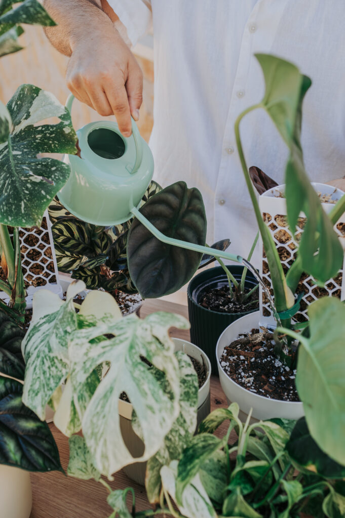 Guía de sustratos para plantas exóticas con accesorios Plantil World y tutor Evoter