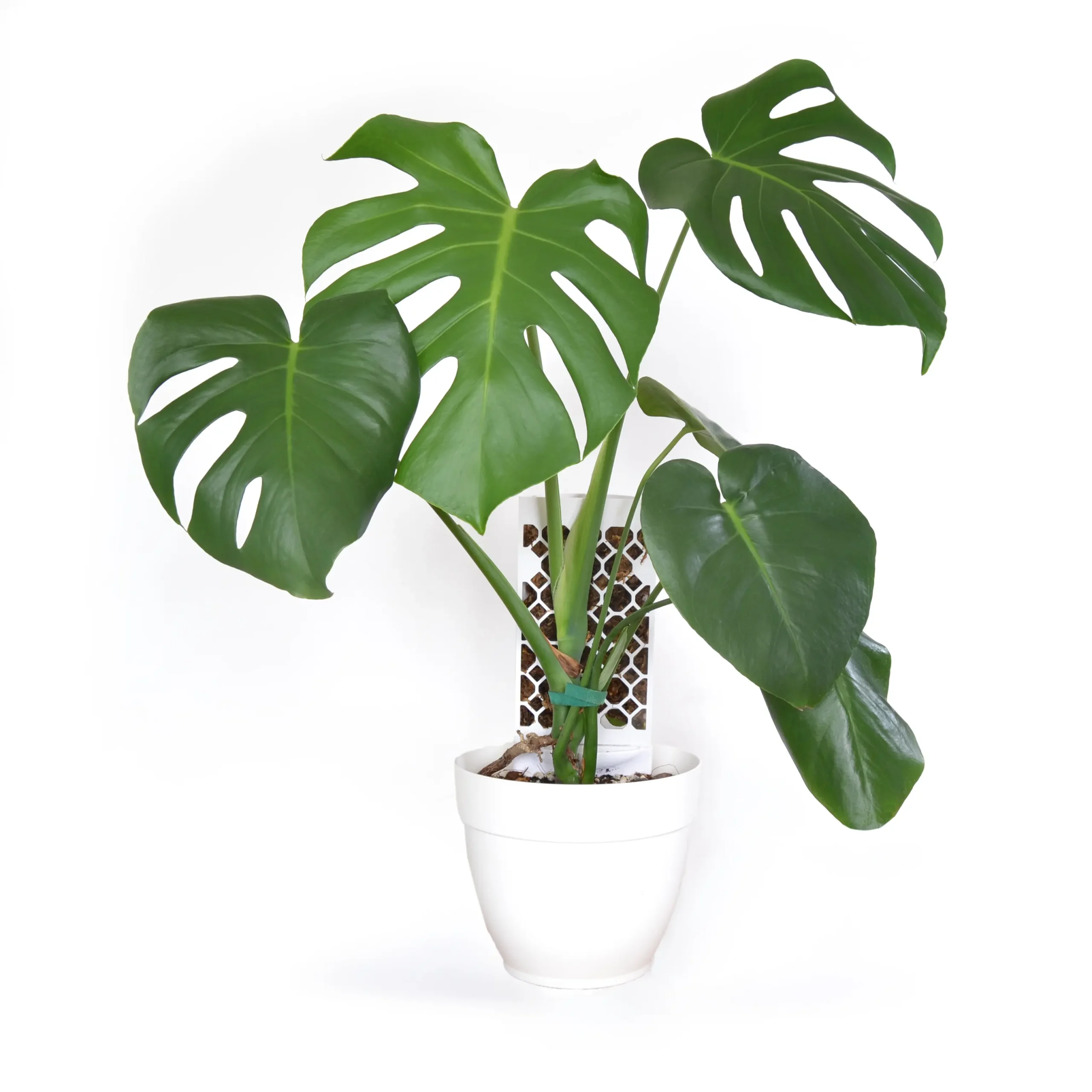 Inicio Sustrato Aroid Mix para aráceas con una planta Monstera deliciosa de fondo