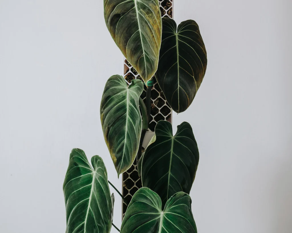 Tutor Evoter de Plantil World dando soporte a un Philodendron melanochrysum en maceta
