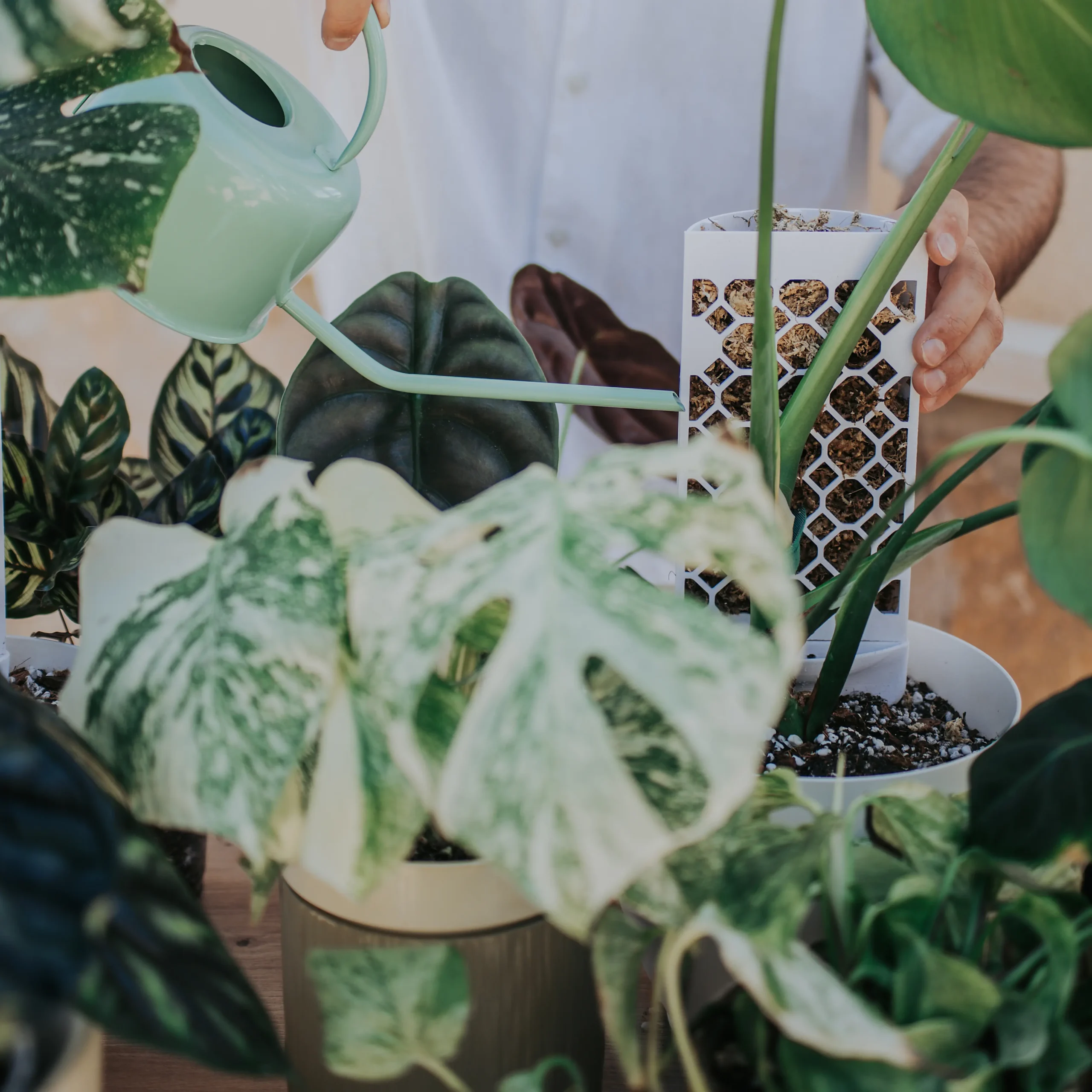 Tutor Evoter de Plantil World con musgo sirviendo de soporte para una planta Monstera en maceta