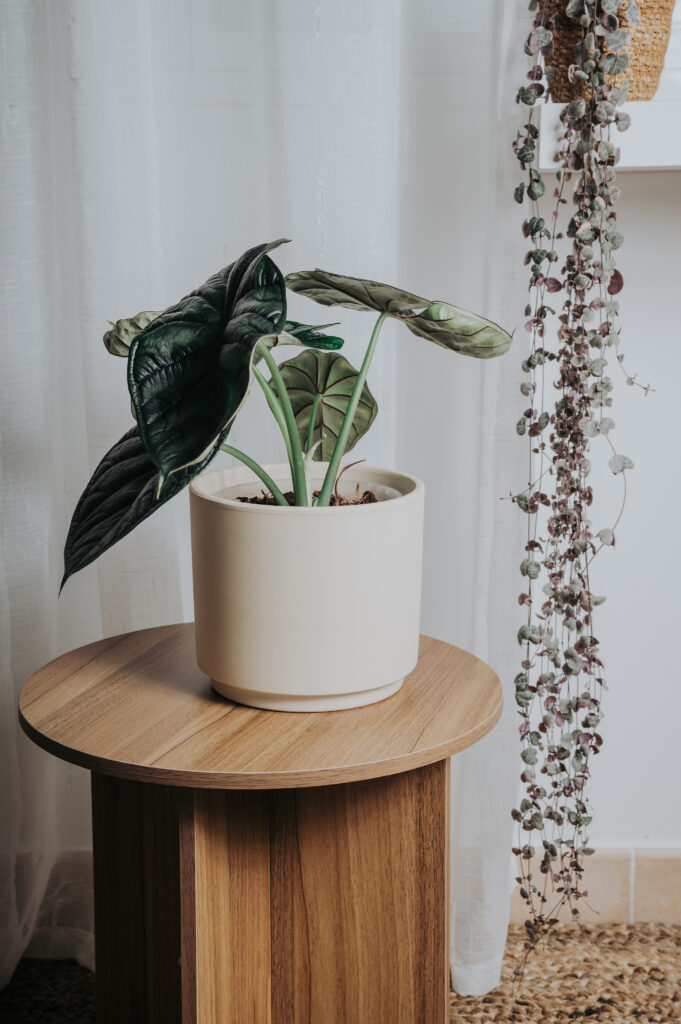 alocasia sobre mesa planta interior plantil world