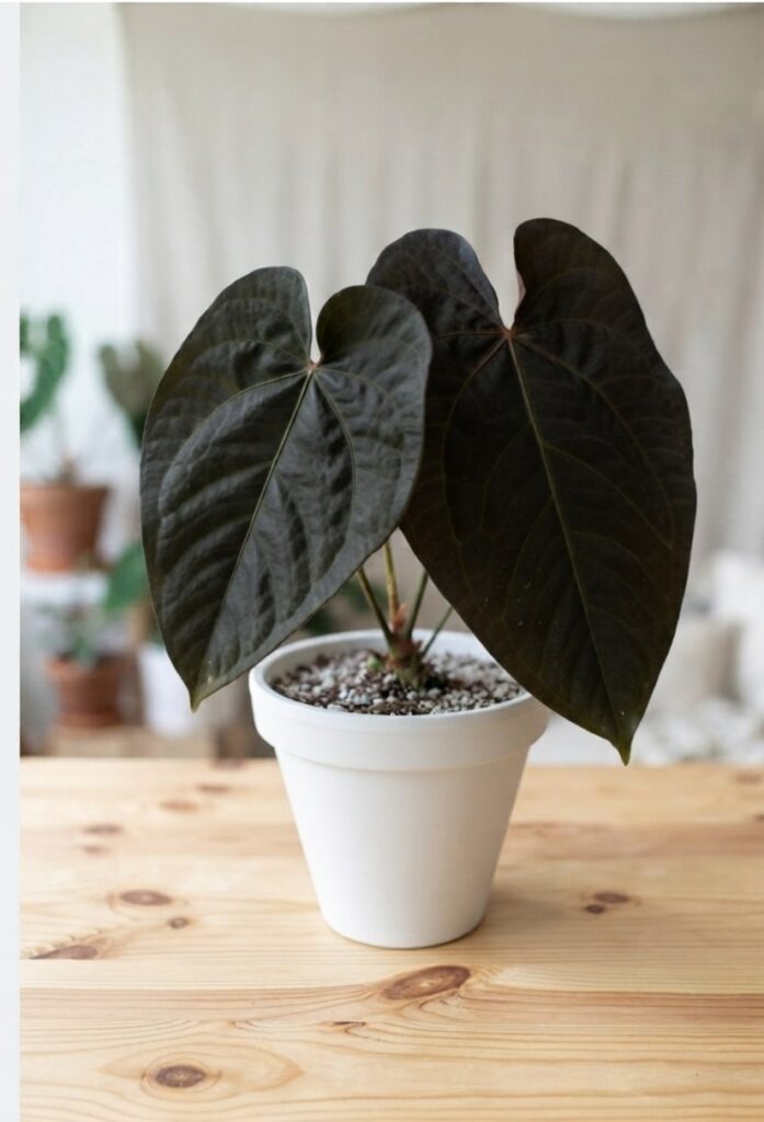 Planta Anthurium Queen of Hearts en macetero blanco situada sobre una mesa de madera de pino