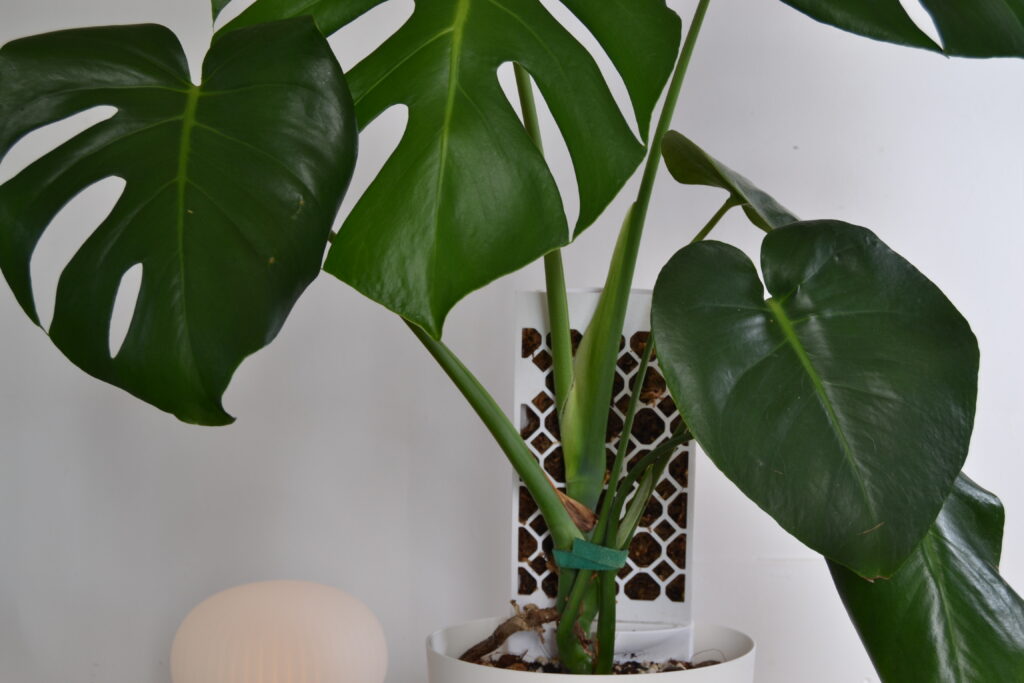 Planta Monstera guiada y fijada a un tutor de musgo en maceta
